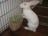 Rabbits